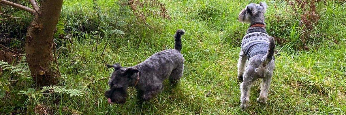 MattP0P's profile banner image