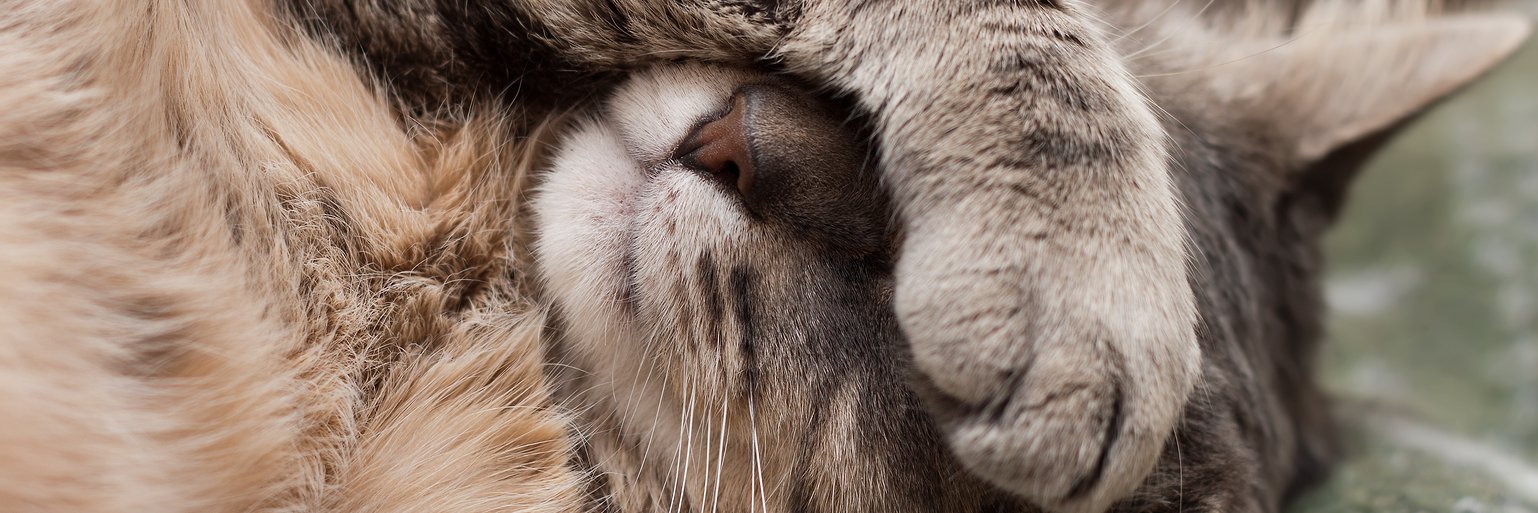catgifcentral's profile banner image