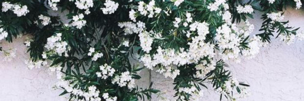katherineschu's profile banner image