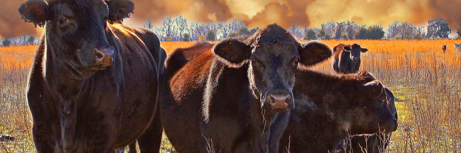 BlueNinjasaurus's profile banner image