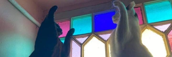 SolHidalgoF's profile banner image
