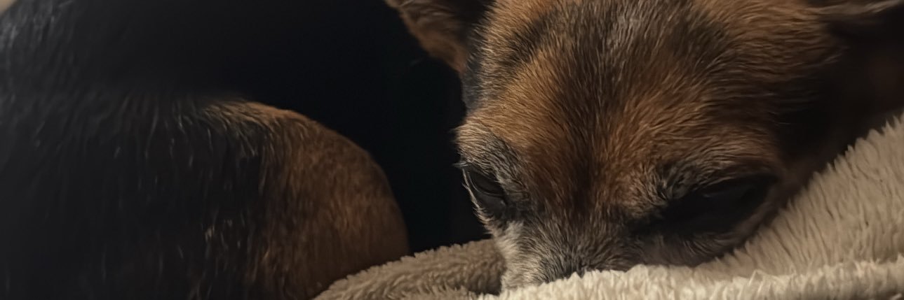 bellzzS2's profile banner image