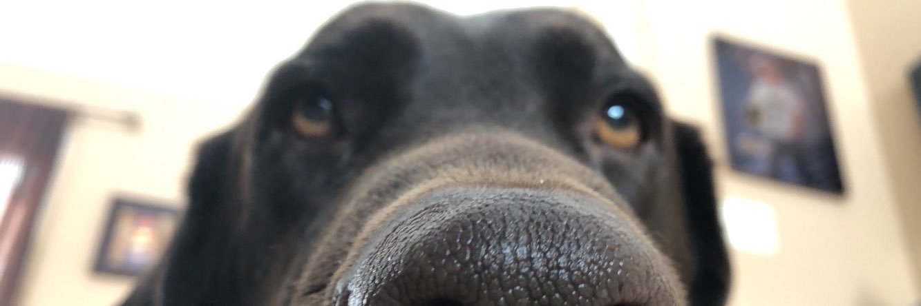 Maria__Pino's profile banner image