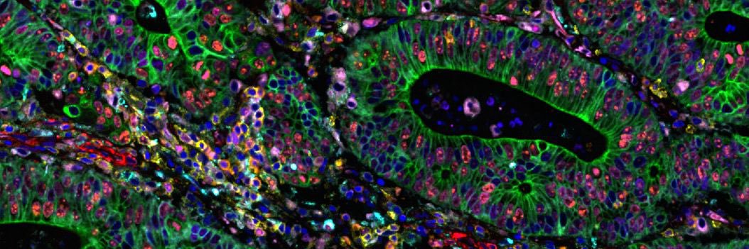 Solmaz Roshanmehr, MD banner