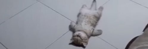 Nic banner