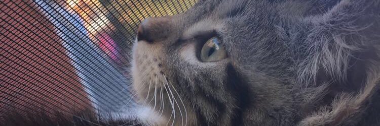 bre_melala's profile banner image