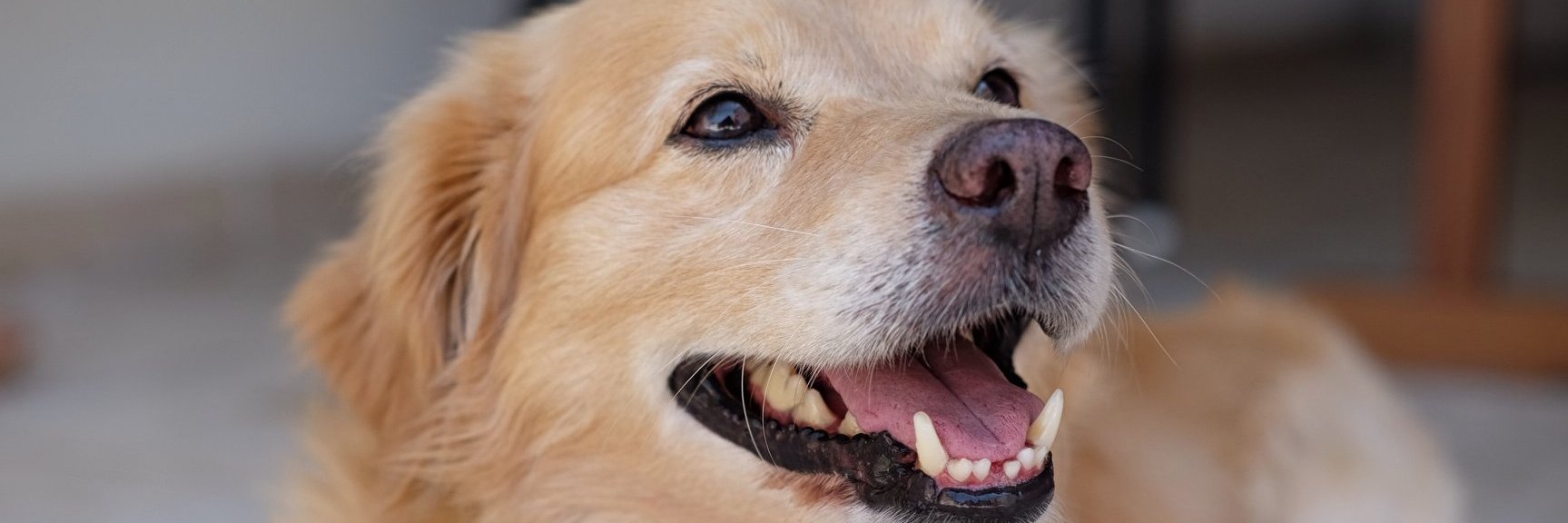 Andrea Cortegiani banner