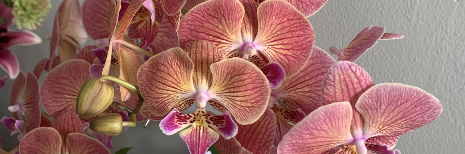 lisbethyolanda's profile banner image