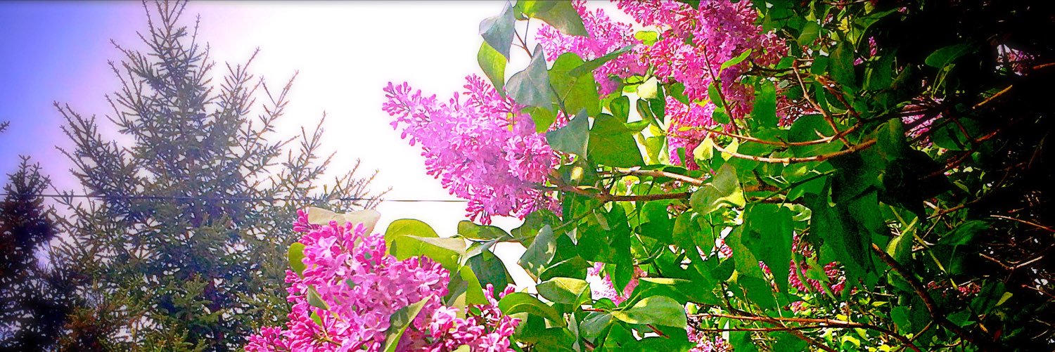 writingaddict's profile banner image