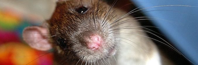 Eddy La Sportiva Testarossa banner