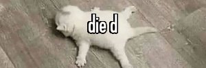 neko_nyancer's profile banner image