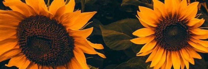 ericktrindade51's profile banner image