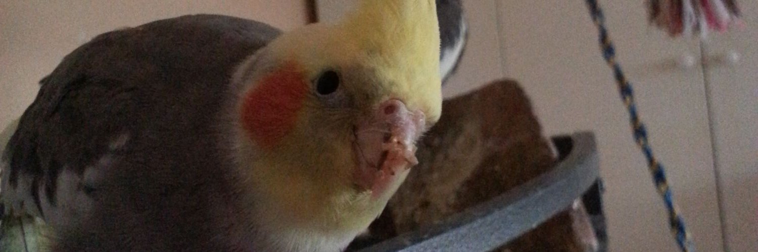 TikiParrot's profile banner image