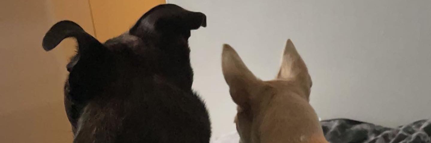 sammyyyfxo's profile banner image
