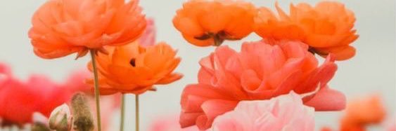 Meldrum_93's profile banner image