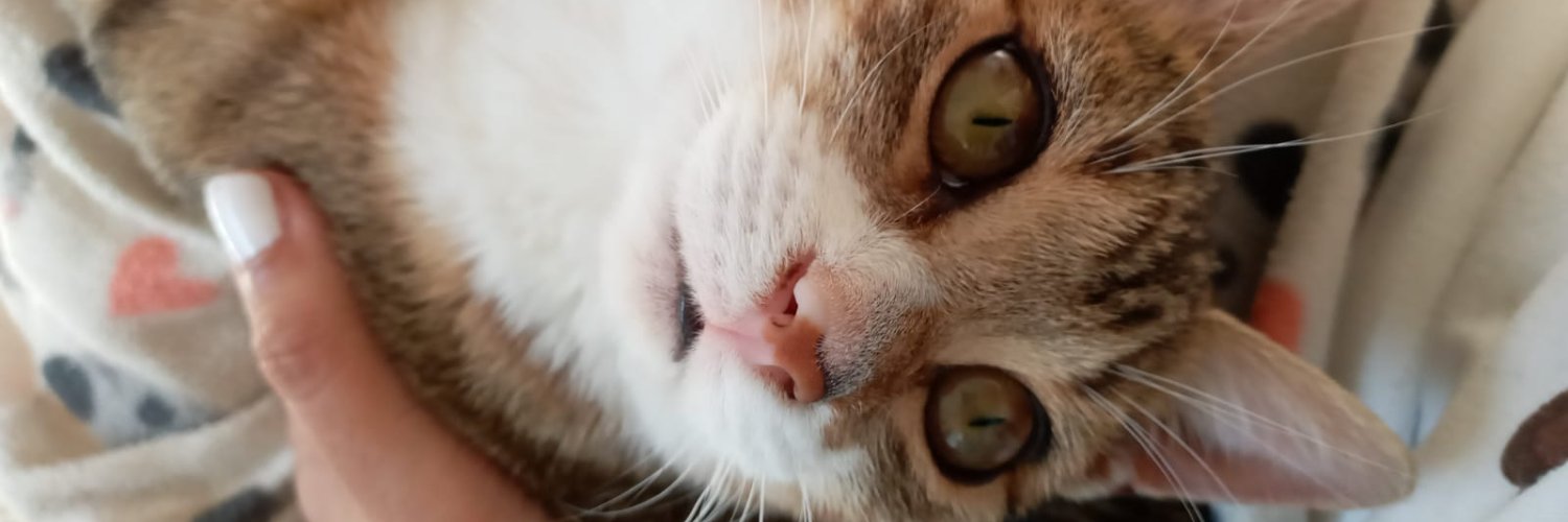 Caminob0's profile banner image