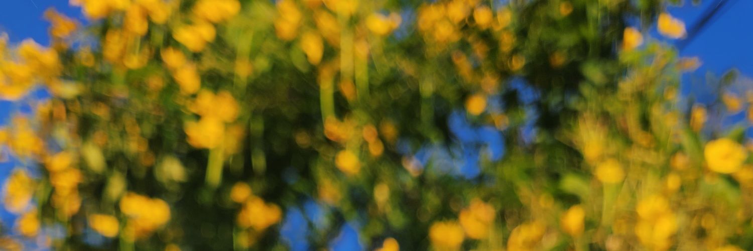 FYKnovais's profile banner image