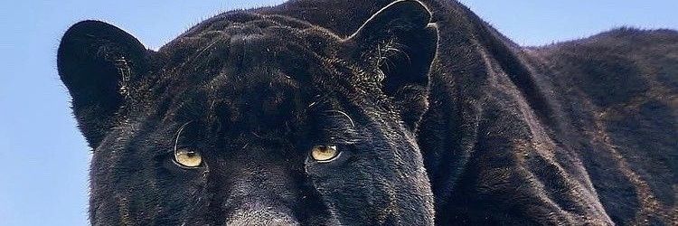 Alzon340's profile banner image
