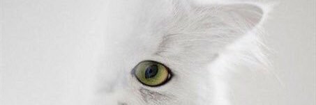 espiritufalso's profile banner image