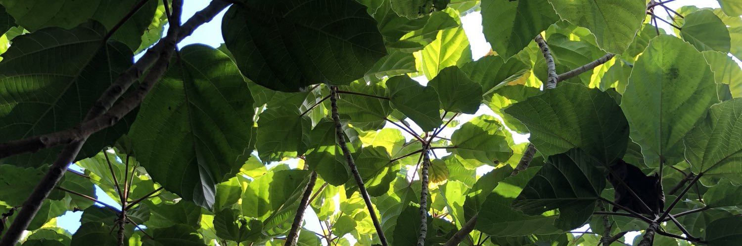 taaantalizing's profile banner image