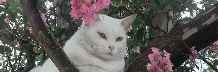 LledoWeatherwax's profile banner image