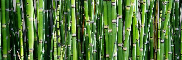 BonneeBamboo's profile banner image