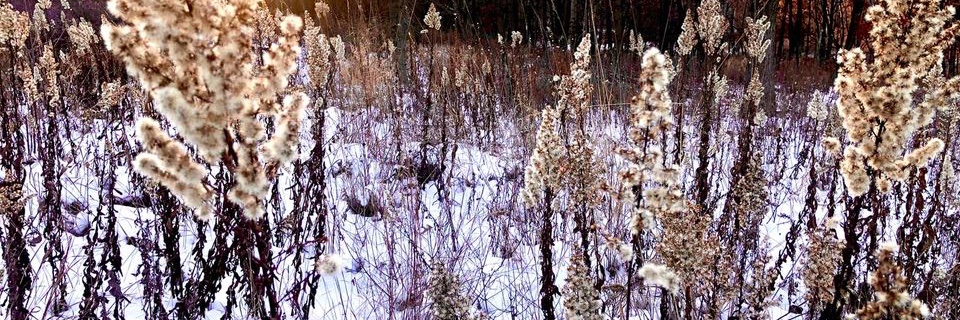 dr. cassie scharber banner