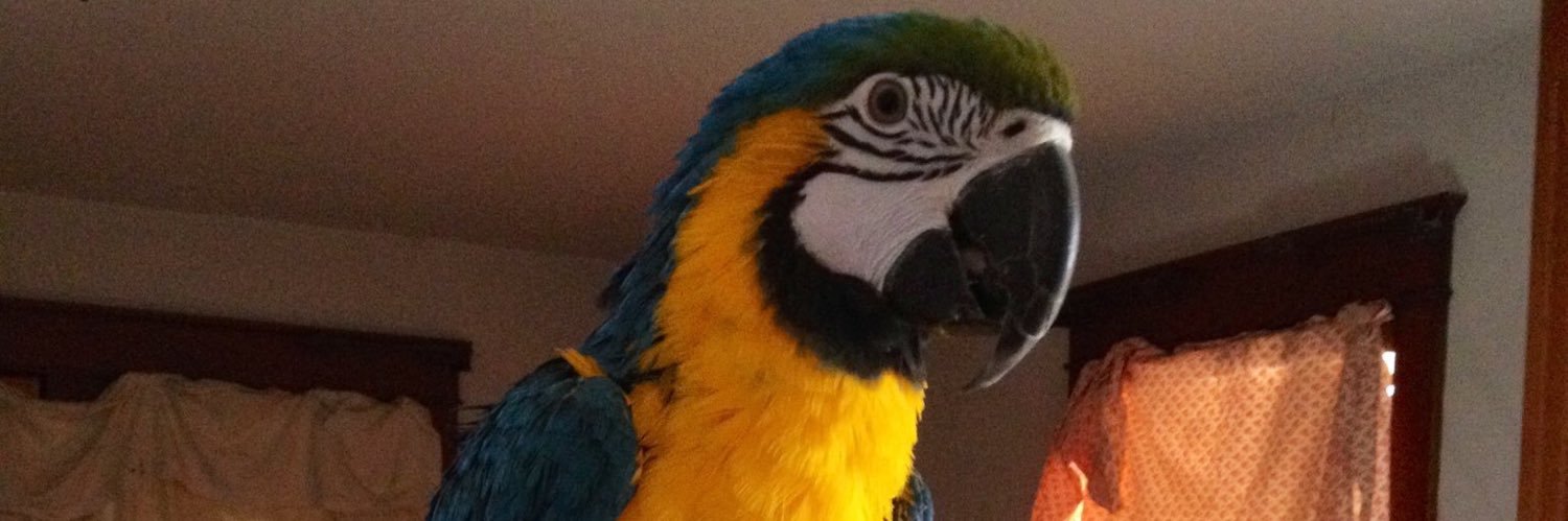 preteebird's profile banner image