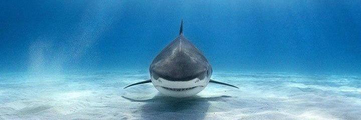2ashark's profile banner image