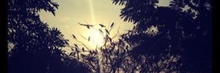 Padhesari's profile banner image