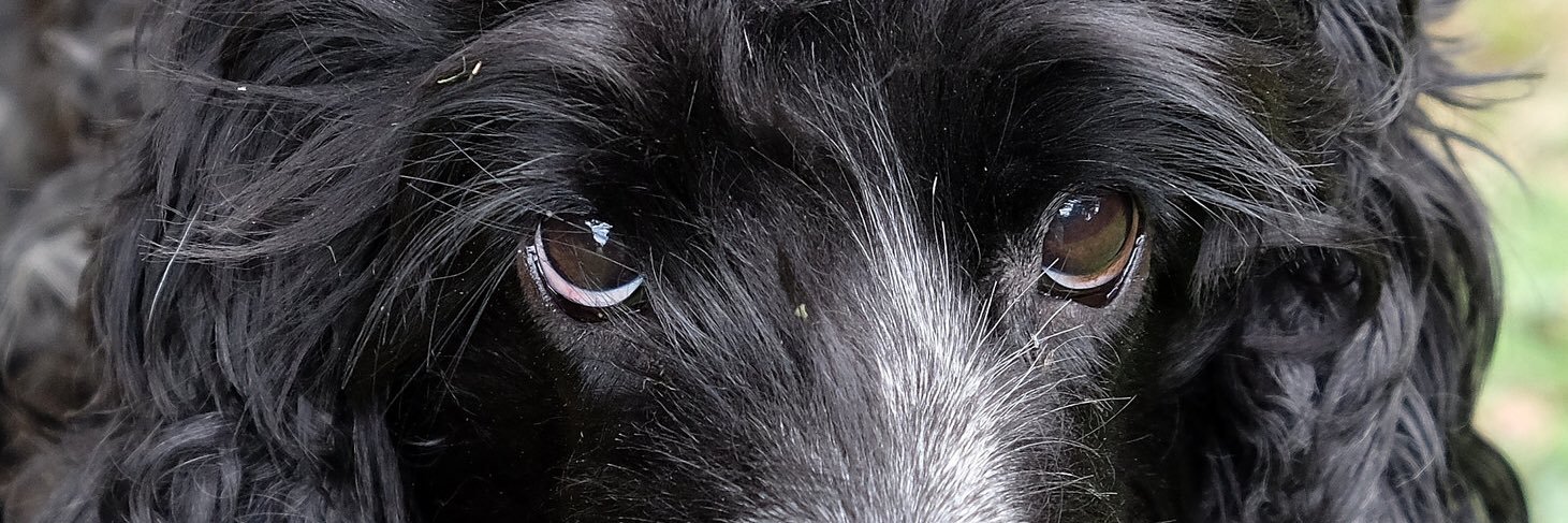 NZAlis77's profile banner image