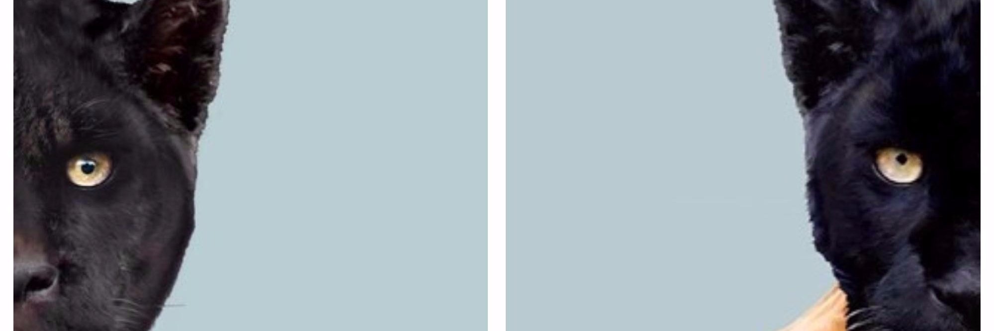 JimmySavage973's profile banner image