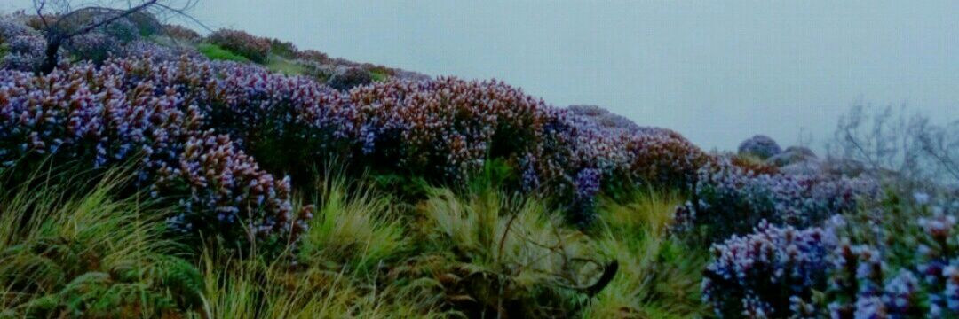 NehaAnil21's profile banner image