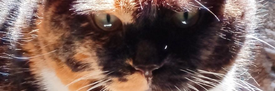 RossWrathchild's profile banner image