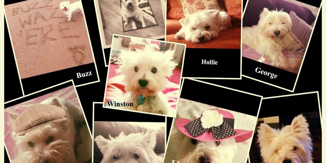 Georgie__Dog's profile banner image