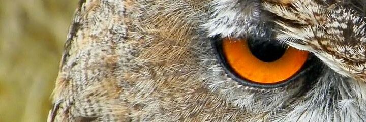 sp3ktre's profile banner image