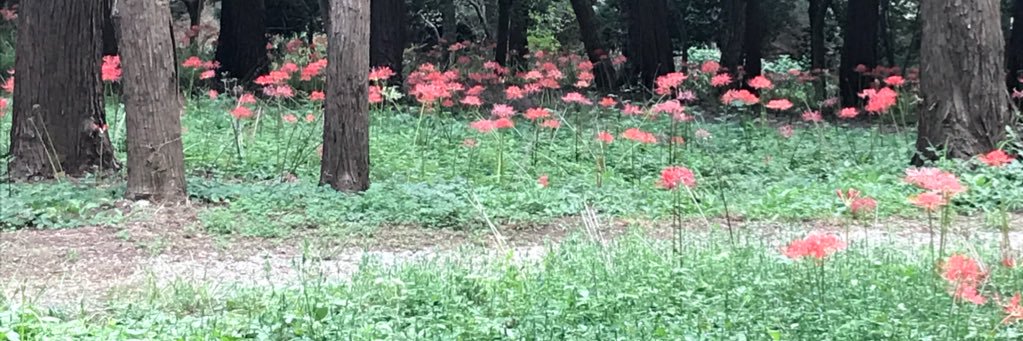 sariela_ce's profile banner image