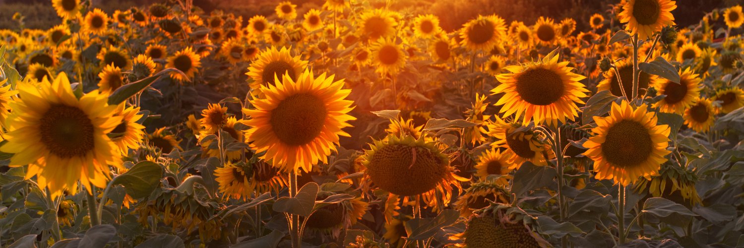 caioso__'s profile banner image