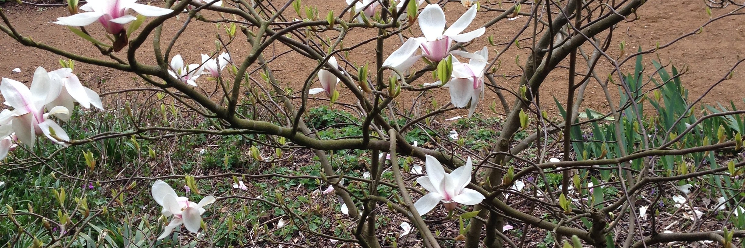 Michael Tuffnell banner