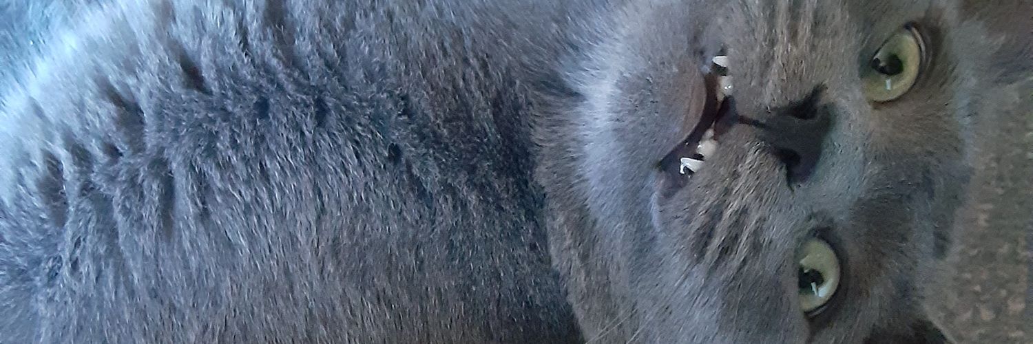 steeldl_'s profile banner image