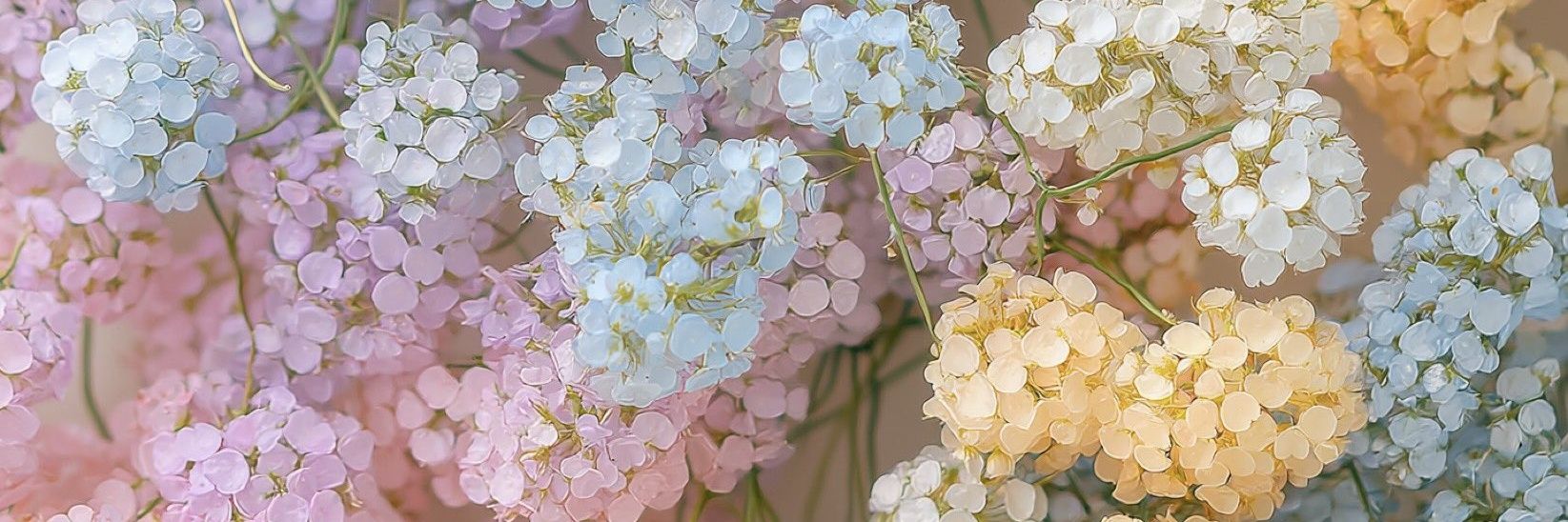 Suga_Mint's profile banner image