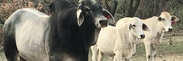 LudevuFarm's profile banner image