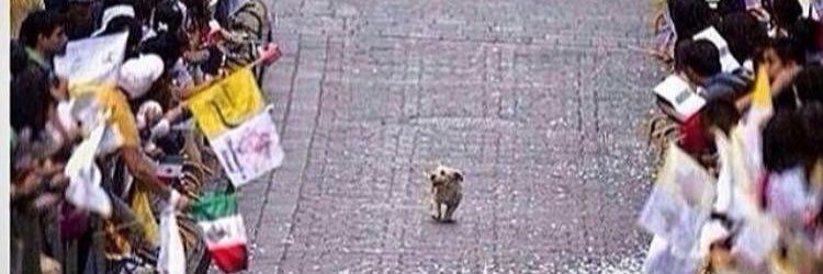 Sophie Le Noën banner