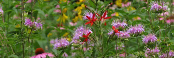 PlantNativeWI Profile Banner