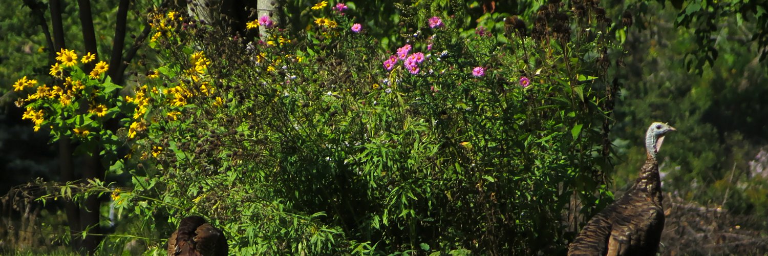 JB's Native Garden🦋 banner