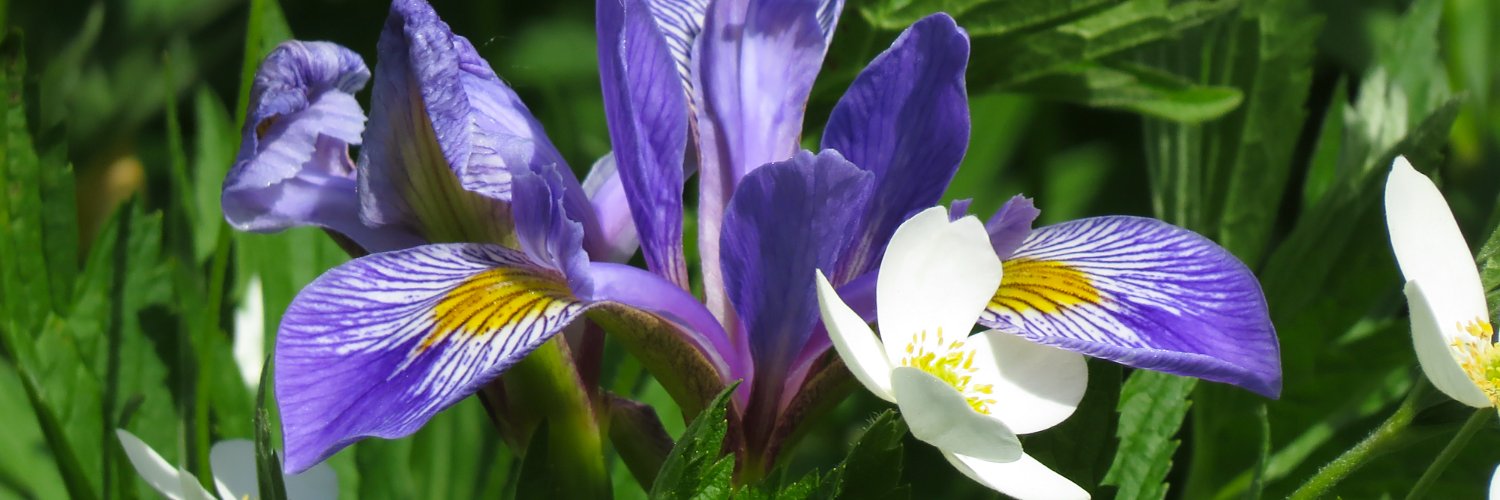 PlantNativeWI's profile banner image