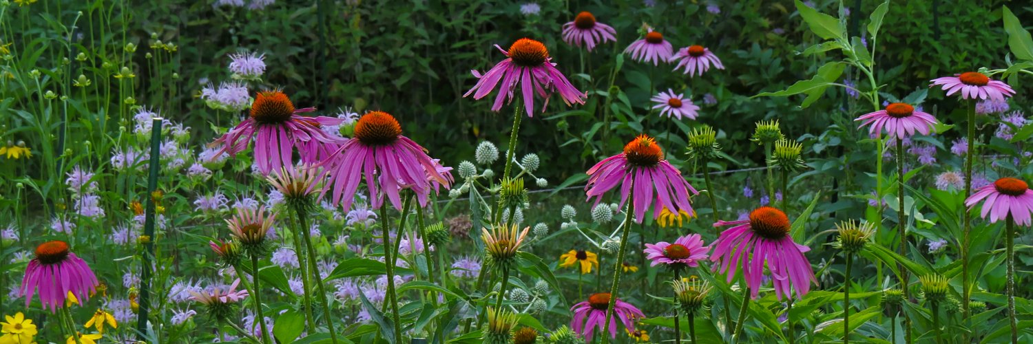 PlantNativeWI's profile banner image