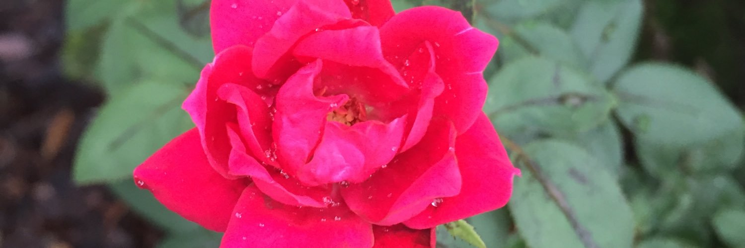 puglife52's profile banner image