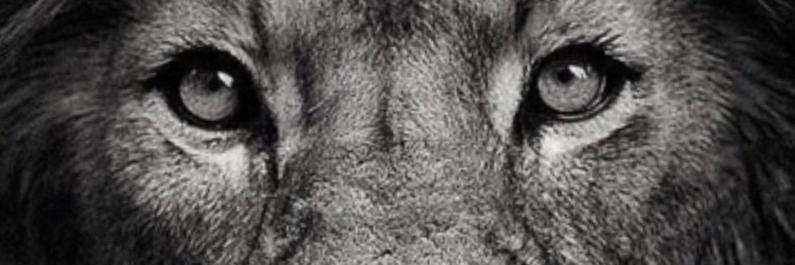 Capezzi's profile banner image