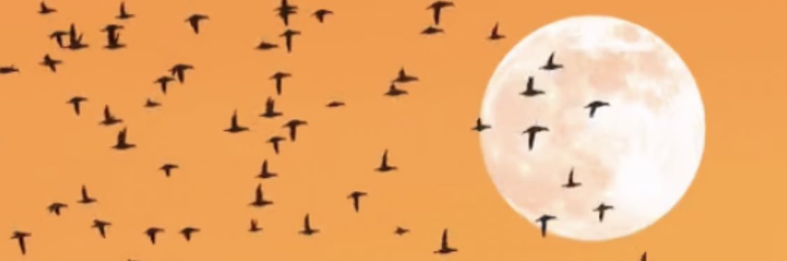 TeesyTones's profile banner image